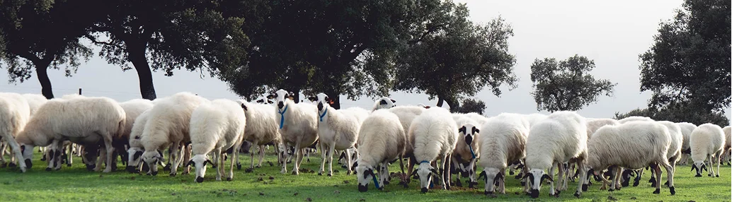 Ovejas en la dehesa